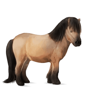 ponei shetland roib