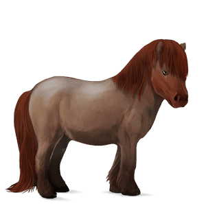 ponei haflinger pacomira 