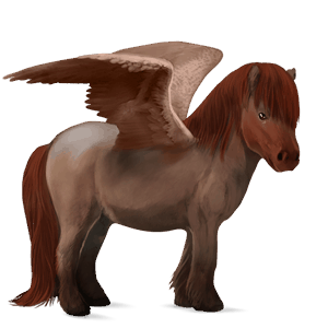 ponei pegas shetland sur rotat