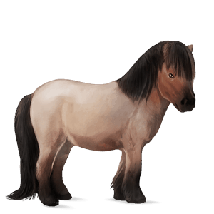 ponei shetland dereş