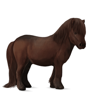 ponei shetland roib închis