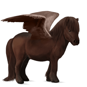 ponei pegas shetland sur