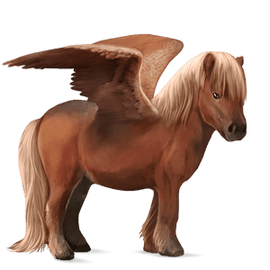 ponei pegas shetland roib