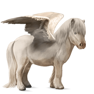 ponei pegas haflinger pacomira 