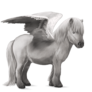 ponei pegas shetland sur