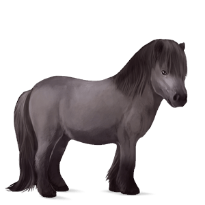 ponei haflinger pacomira 