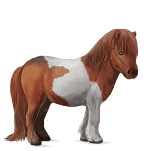 ponei haflinger pacomira 