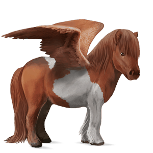 ponei pegas shetland roib