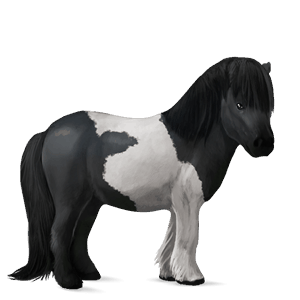 ponei shetland negru pag