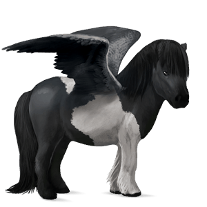 ponei pegas shetland roib