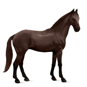 cal de călărit quarter horse roib închis