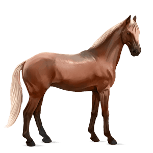 cal de călărit hanoverian pacomira 