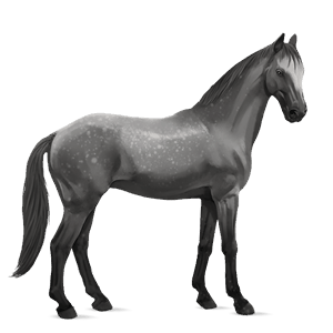 cal de călărit hanoverian roib