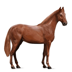 cal de călărit hanoverian pacomira 