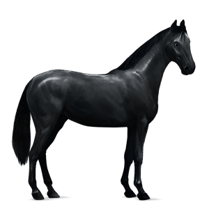 cal de călărit tennessee walker negru
