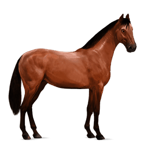 cal de călărit hanoverian roib