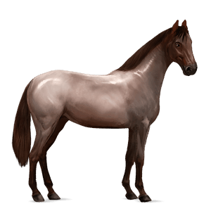 cal de călărit hanoverian Șarg