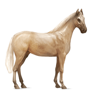 cal de călărit hanoverian pacomira 