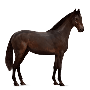 cal de călărit hanoverian sur