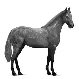 cal de tracţiune percheron sur rotat