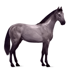 cal de tracţiune percheron sur rotat
