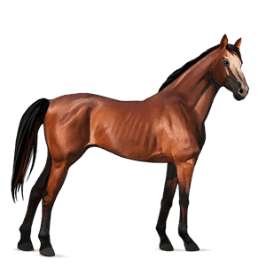 cal de călărit tennessee walker sur