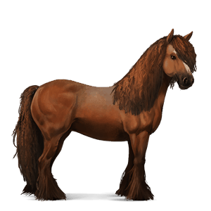 cal de călărit gypsy vanner  sur rotat bălţat