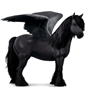 pegas de călărit gypsy vanner  negru