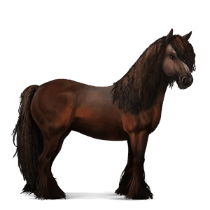 cal de călărit gypsy vanner  murg închis bălțat