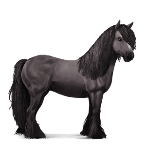 cal de călărit gypsy vanner  negru