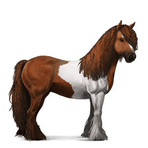 cal de călărit gypsy vanner  roib bălţat