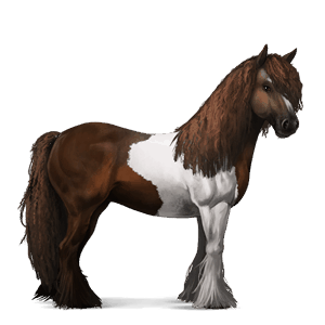 cal de călărit gypsy vanner  murg închis bălțat