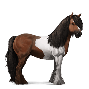 cal de călărit gypsy vanner  negru