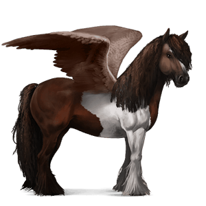 pegas de călărit gypsy vanner  murg închis bălțat