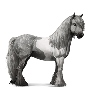 cal de călărit mustang pacomira 
