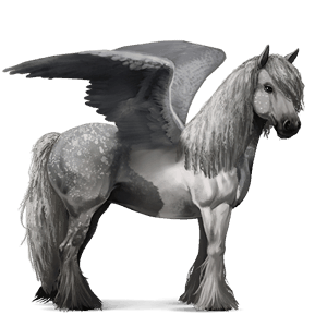 pegas de călărit gypsy vanner  murg bălţat