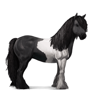 cal de călărit gypsy vanner  negru pag