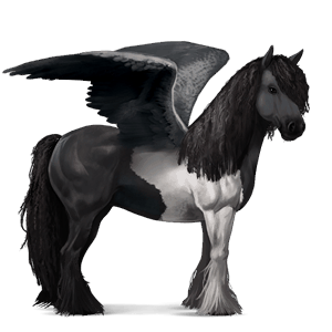 pegas de călărit gypsy vanner  negru pag