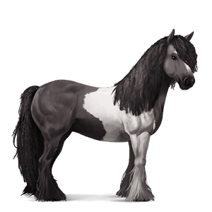 cal de călărit gypsy vanner  murg bălţat