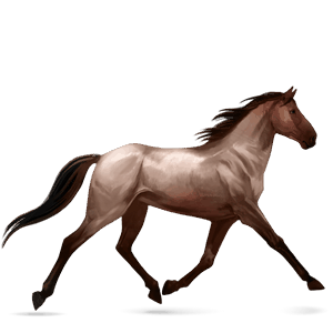 cal de călărit akhal-teke roib