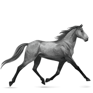 cal de călărit appaloosa chestnut leopard 