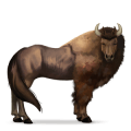 cal sălbatic bizon