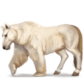 cal sălbatic urs polar