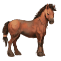 cal de călărit shagya arabian sur