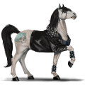 cal de călărit gypsy vanner  murg închis bălțat