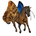 ponei unicorn shetland roib bălţat