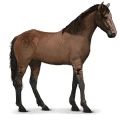 cal sălbatic cal namibian