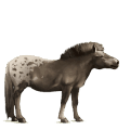 cal de călărit mustang murg
