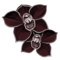 orhideea neagră